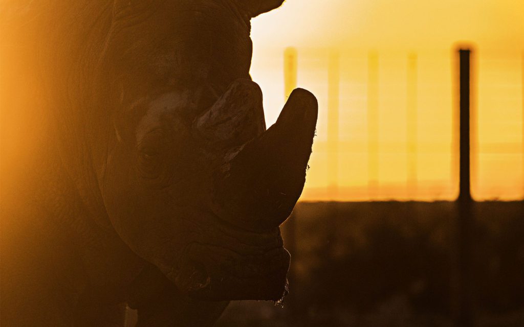 sunset image of rhino's face