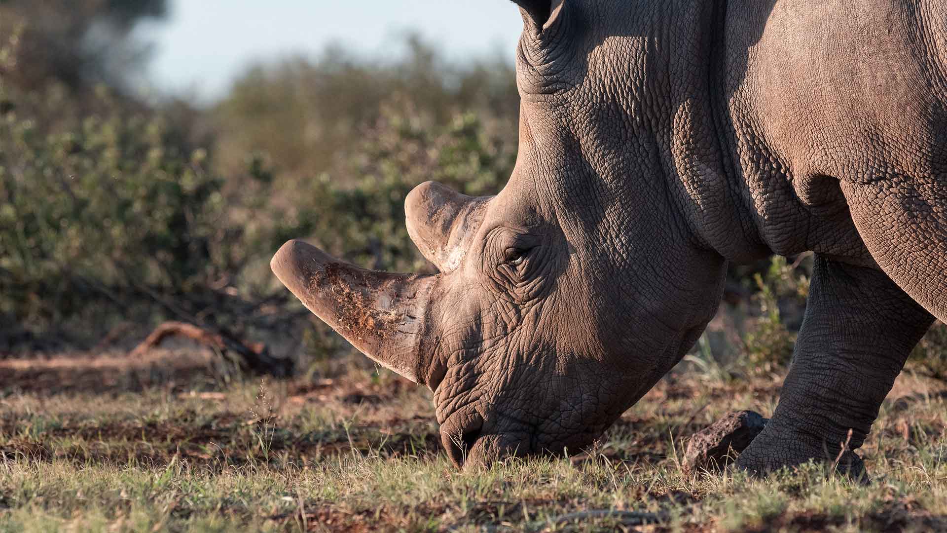 The Rhino Diet