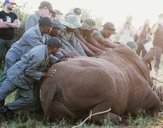 white rhino