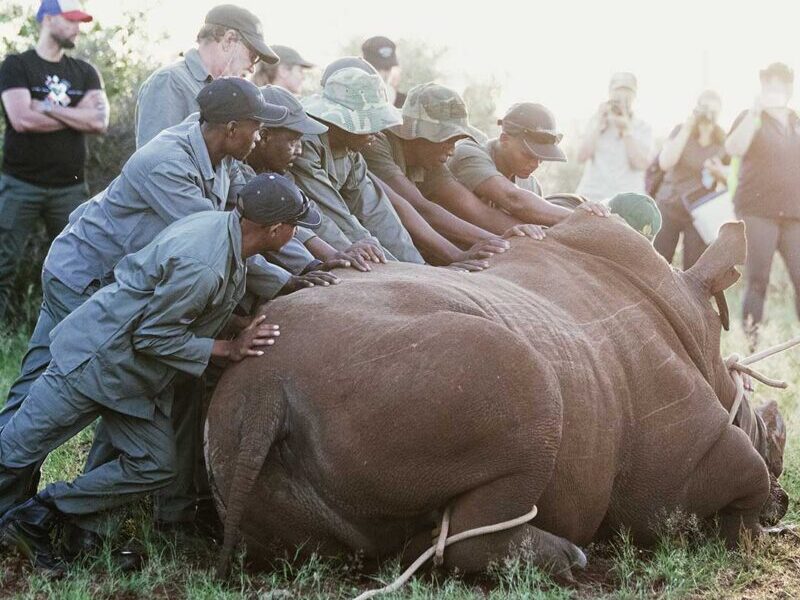 white rhino