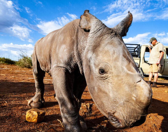 donation to save rhinos