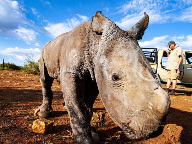 donation to save rhinos