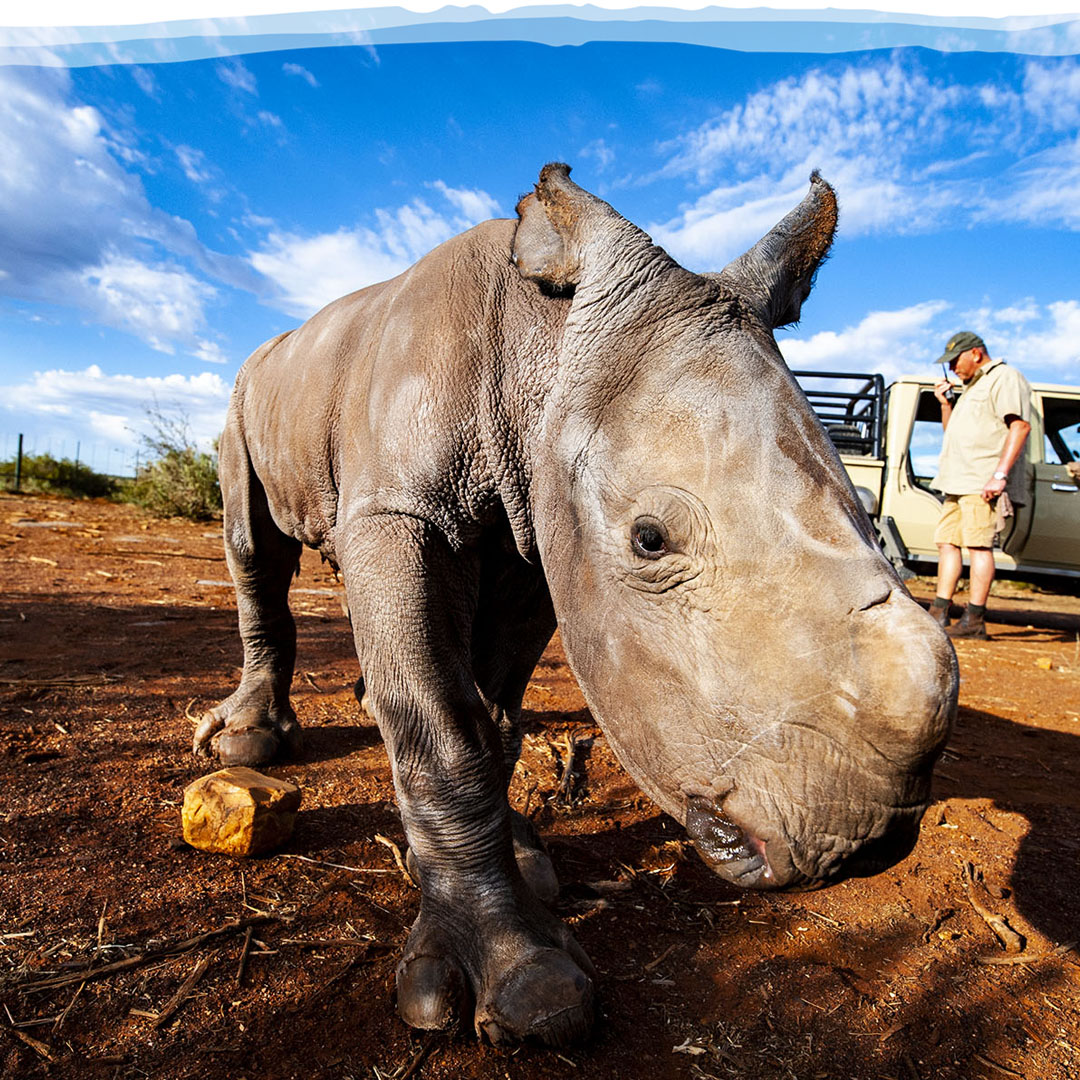 donation to save rhinos
