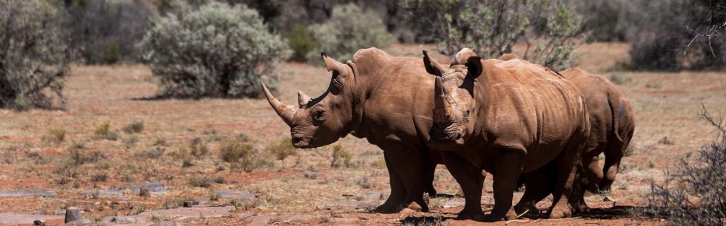 black rhino wildlife