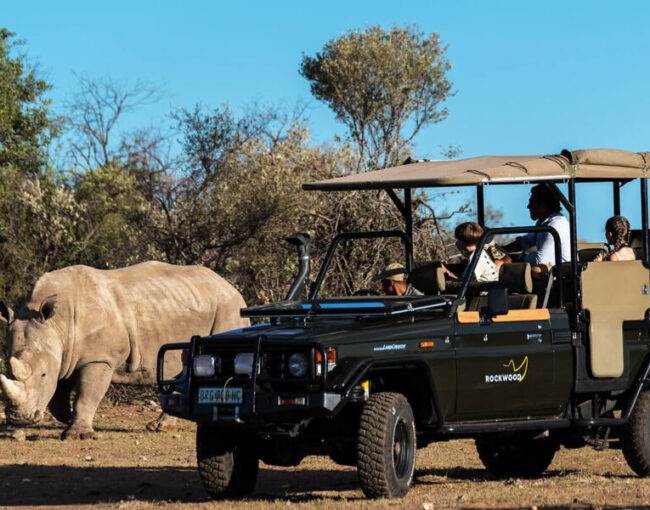 Rhino Watching