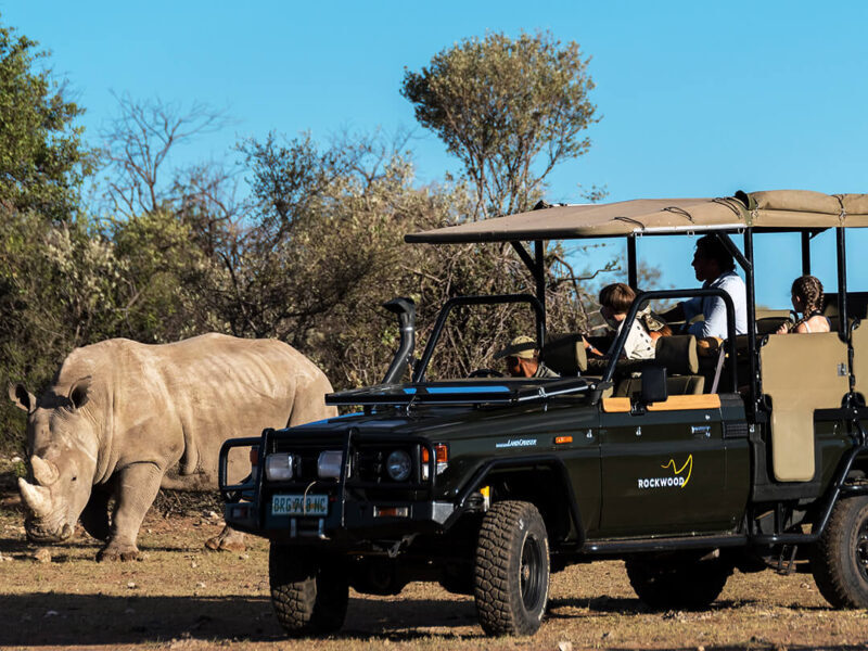 Rhino Watching