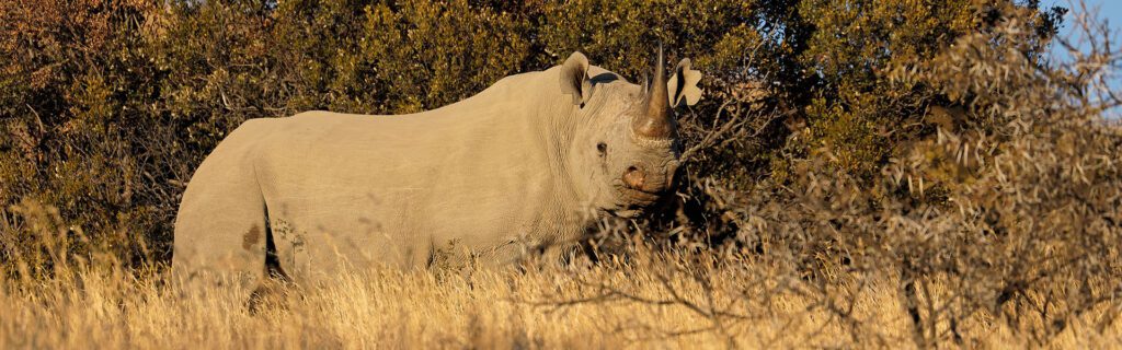 black rhino habitat