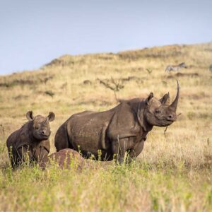 black rhinos on grass