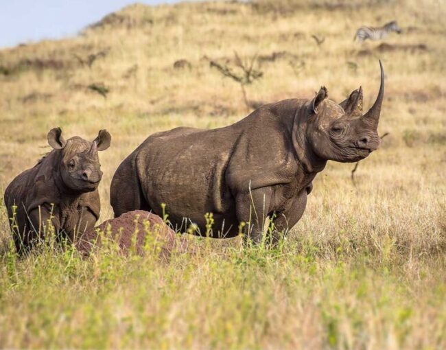 black rhinos on grass