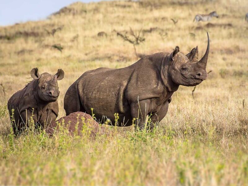 black rhinos on grass