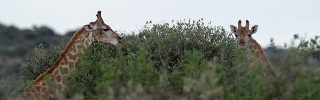 giraffes eating