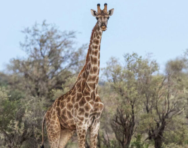 Giraffe