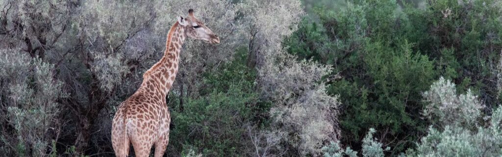 giraffe around trees