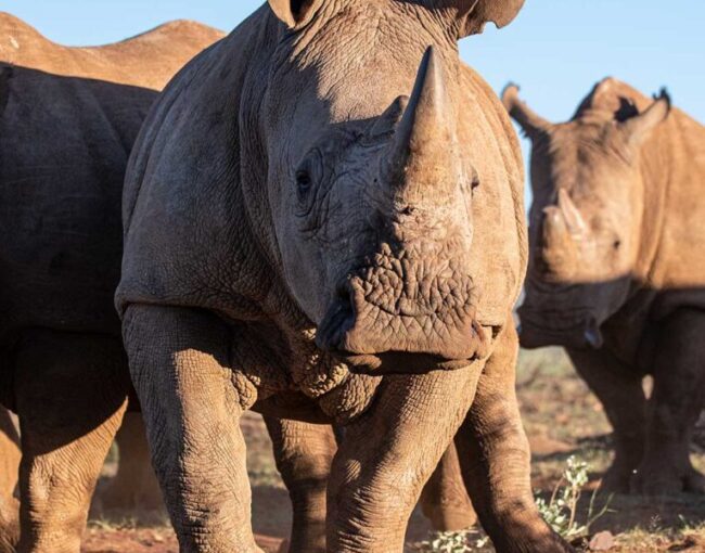 SAVE THE SOUTHERN WHITE RHINO