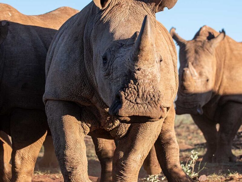 SAVE THE SOUTHERN WHITE RHINO