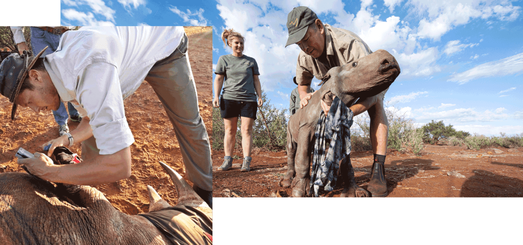 conserving the Southern White Rhino