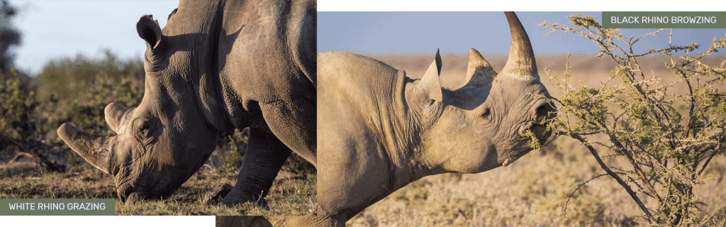  black rhinos eating