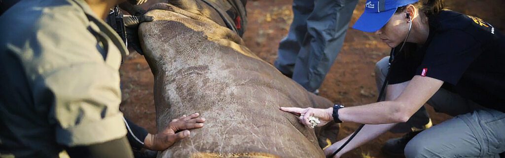 volunteer helping rhino