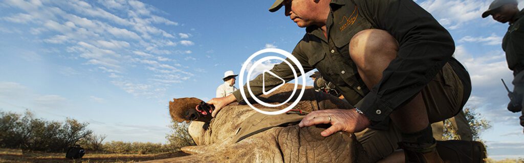 preserving white rhino