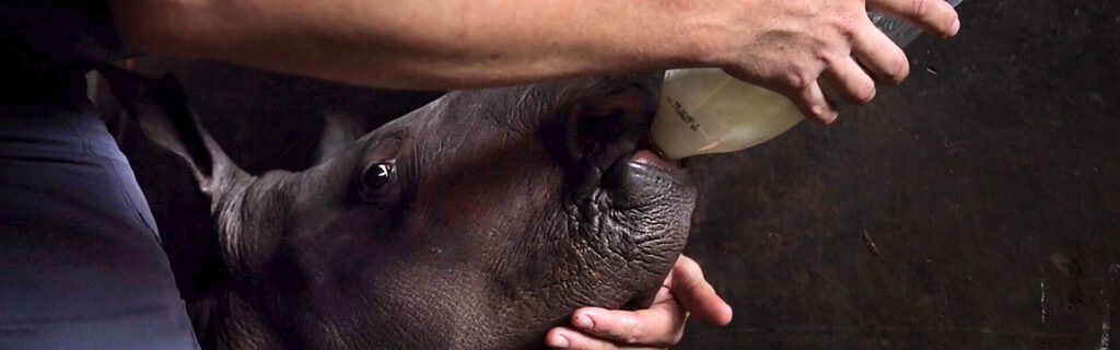 baby rhino eating