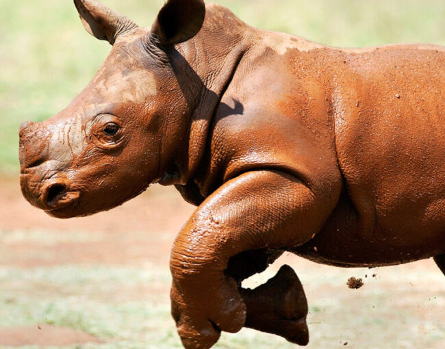 Rhino Conservation