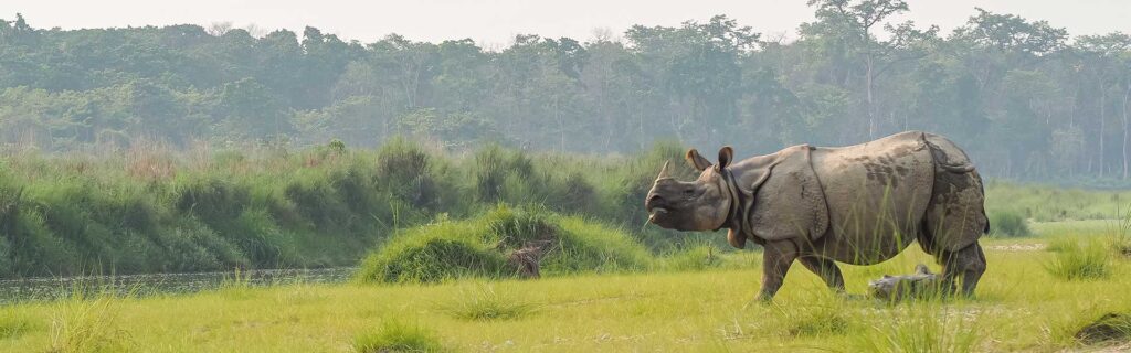 The Rhino Diet