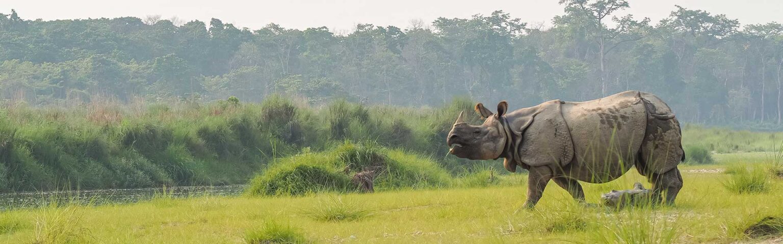 A closer look at the diets of the 5 Rhino Species on Earth | Rockwood