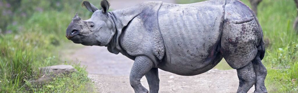 The Rhino Diet