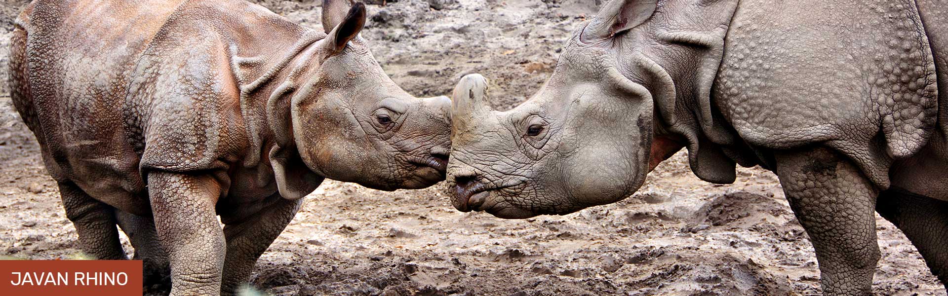 A closer look at the diets of the 5 Rhino Species on Earth | Rockwood