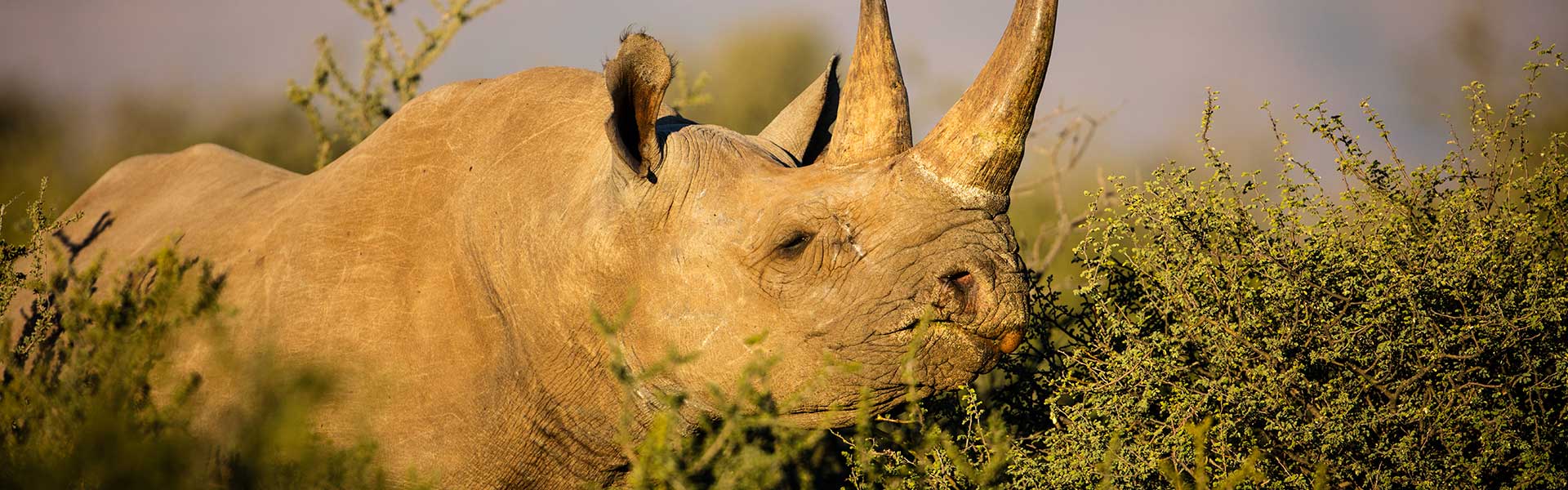 A closer look at the diets of the 5 Rhino Species on Earth | Rockwood