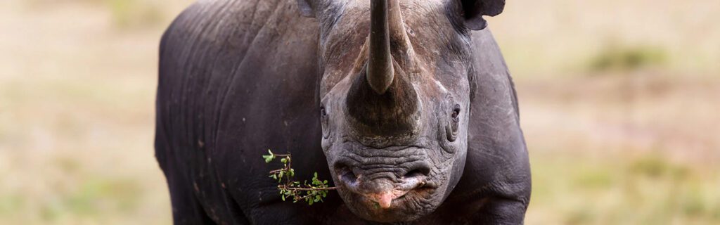 black rhino diet