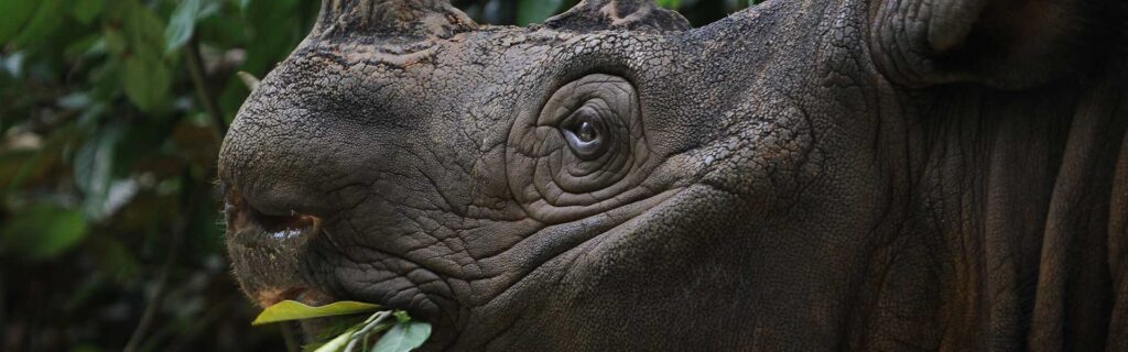 sumatran rhino diet
