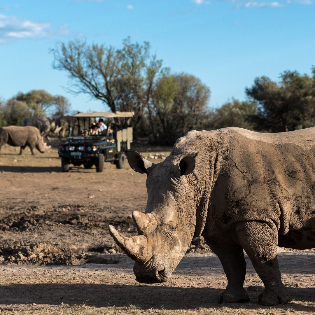 Rockwood Conservation Rhino Experience