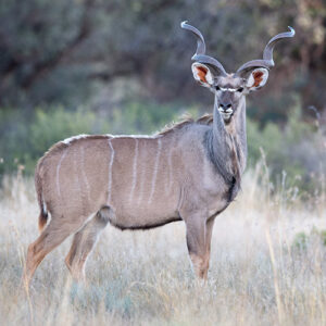 southern greater kudu