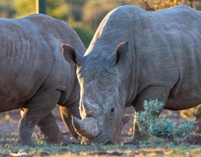 Rockwood Conservation Rhino Nursery 3