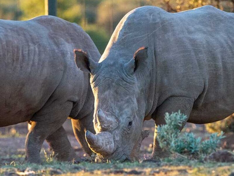 Rockwood Conservation Rhino Nursery 3