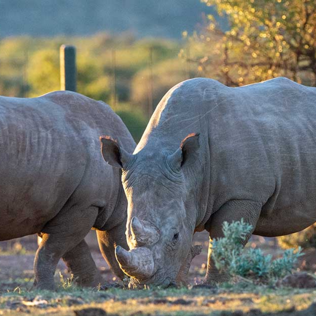 Rockwood Conservation Rhino Nursery 3