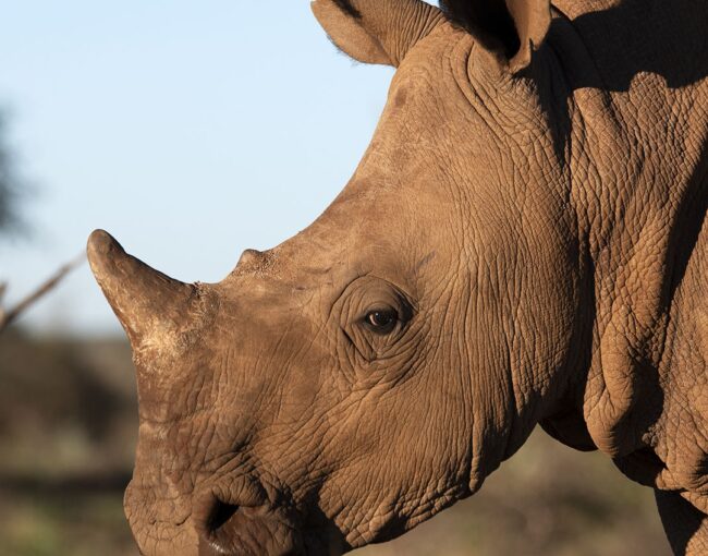 Rockwood Conservation Rhino Nursery 2