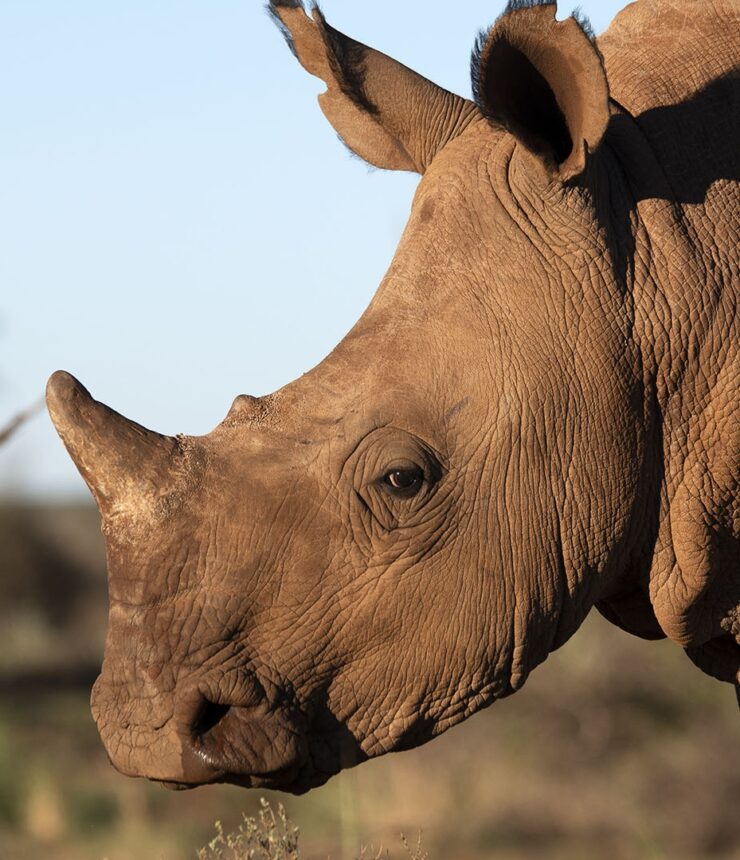 Rockwood Conservation Rhino Nursery 2