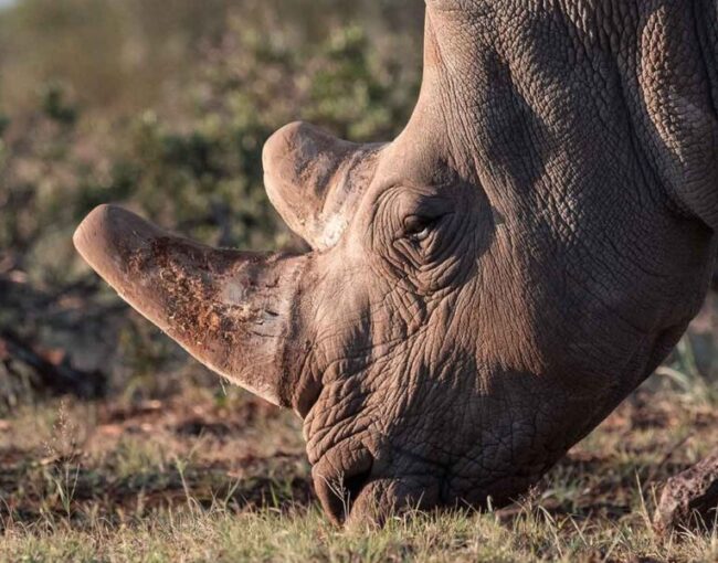 Rockwood Conservation Rhino Nursery 5