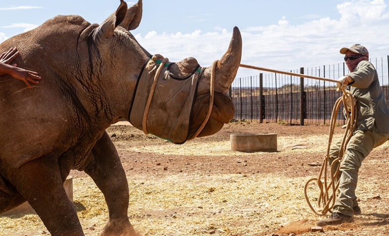 Rhino Handling