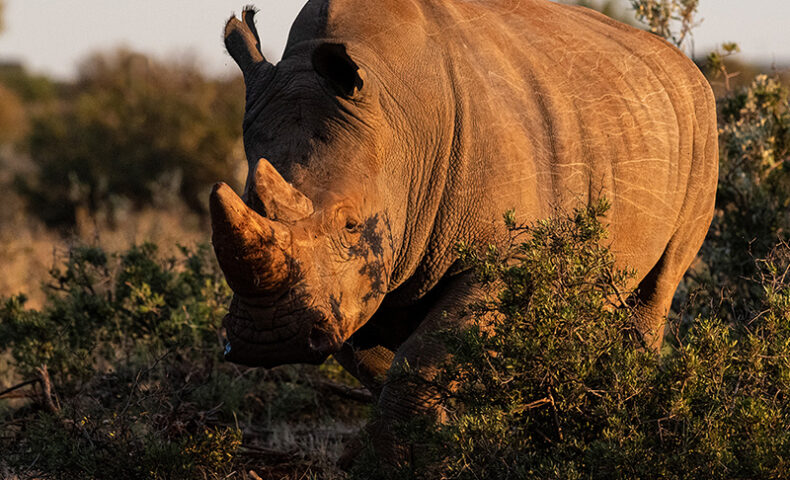 Rockwood Rhino Conservation