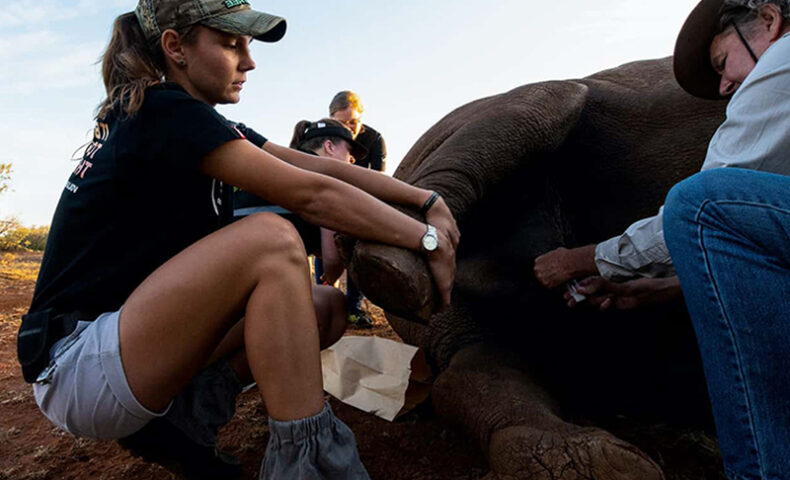 Rhino Research