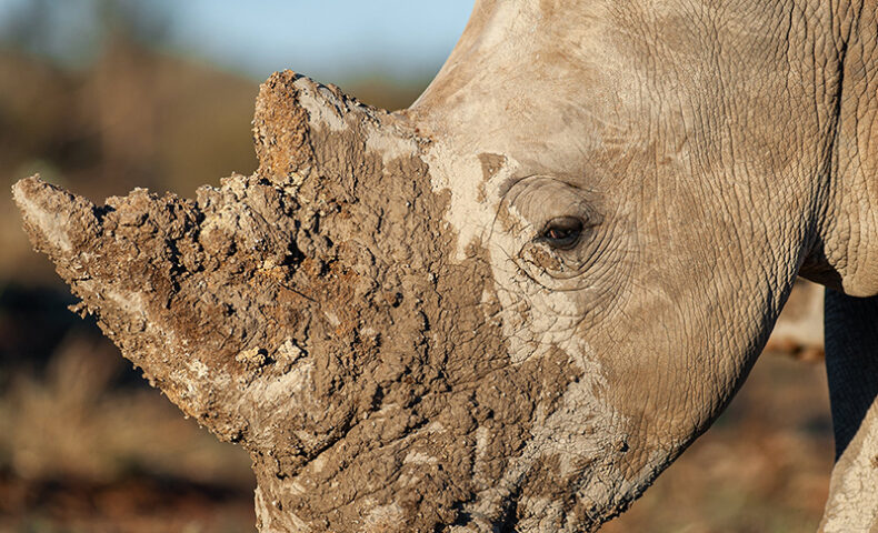 Rhino with Muddy Horn