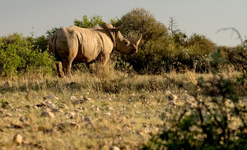 Rhinos at Rockwood
