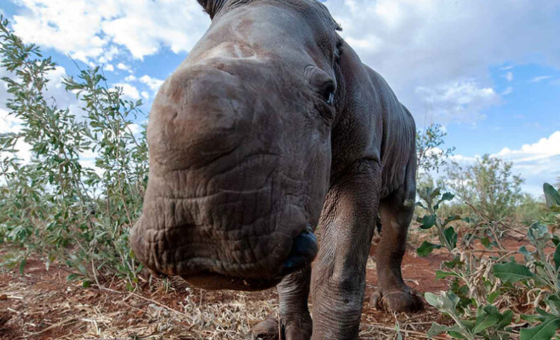 Baby Rhino without Horn