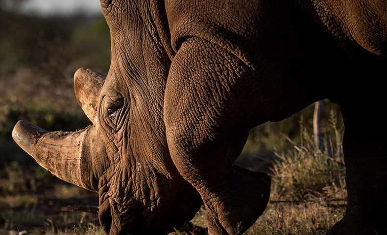 Rhinos at Rockwood
