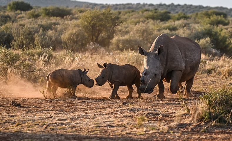 Conserving Rhinos at Rockwood