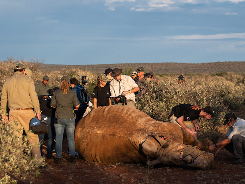 Rockwood Rhino Care