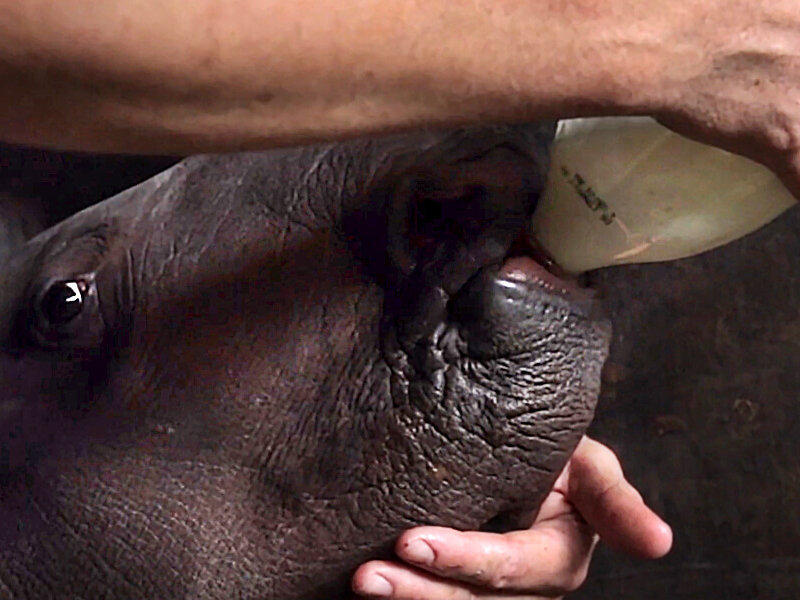 Rockwood Rhino Feeding